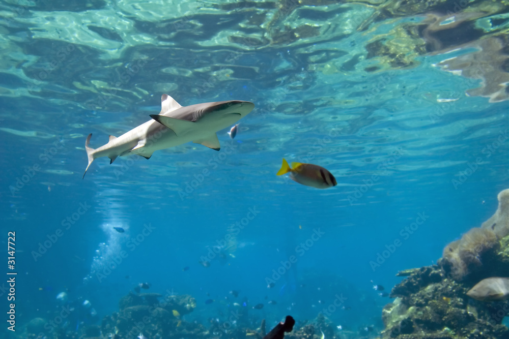 Fototapeta premium sharksurface