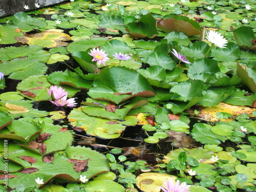 nénuphar 5