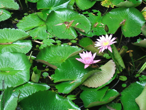 nénuphar 3