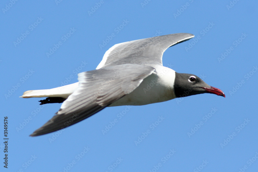 Fototapeta premium mouette en vol