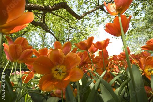 orange tulips