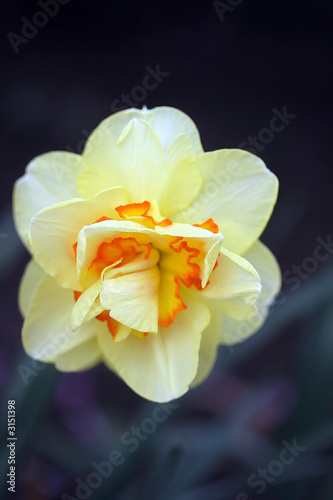 daffodil  complex flower