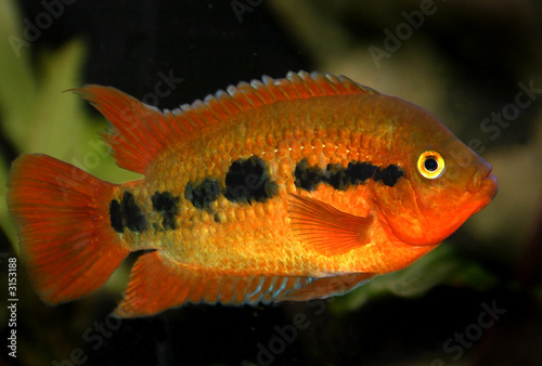 red aquarium fish