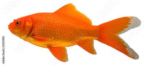 comet, a type of goldfish, isolated on a white background
