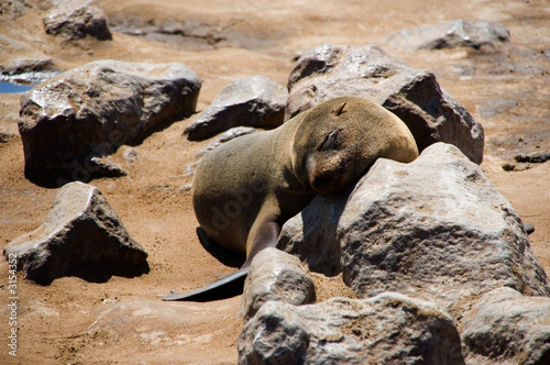 relaxing seal photo