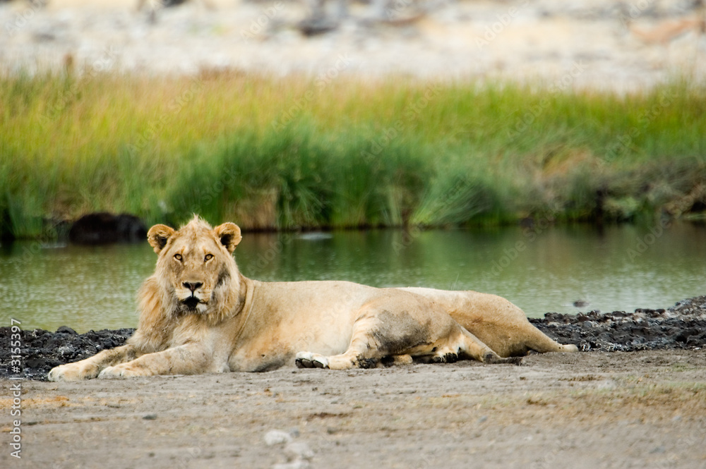 lion prince lion prince