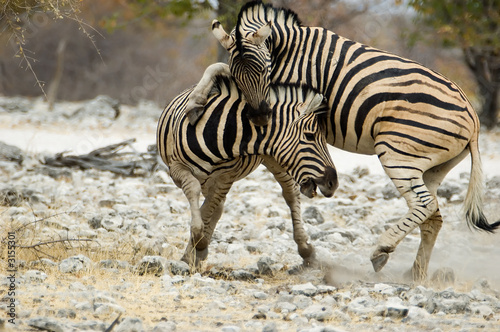 Fighting zebras