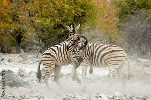fighting zebras