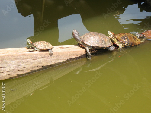 a row of tortises sunning under the sun photo