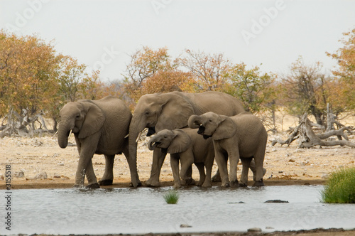 drinking herd of elephants