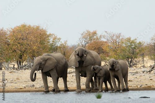 Drinking elephant herd photo