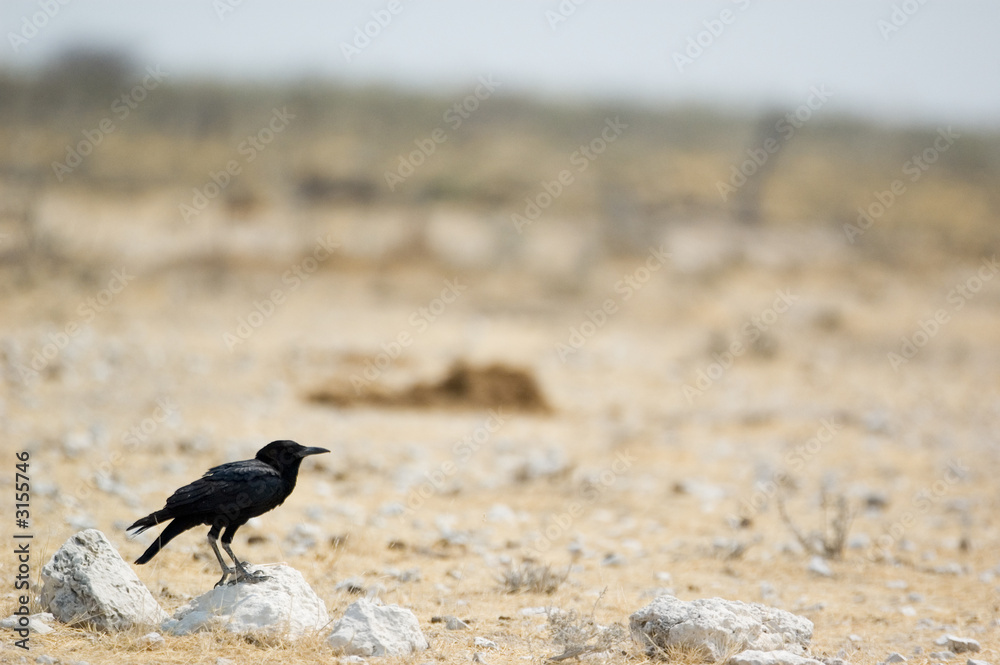 Fototapeta premium cape crow