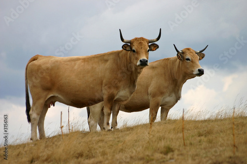 Foto vaches aubrac
