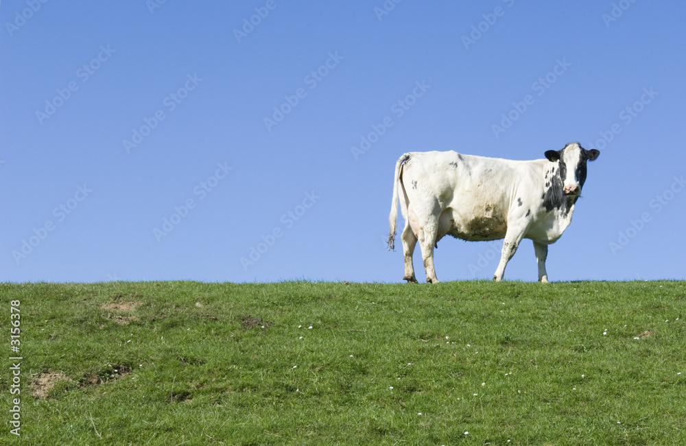 Fototapeta premium the white cow