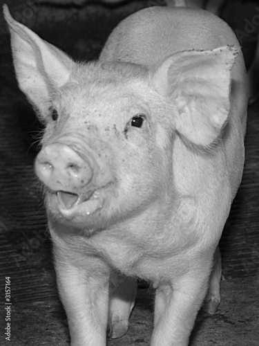 pig