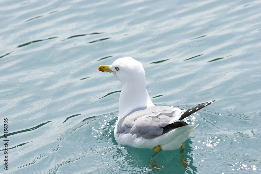 seagull seagull