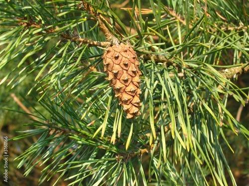 pine cone