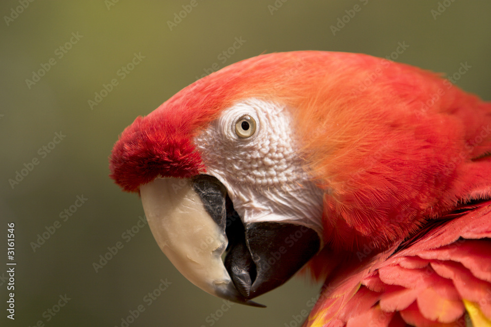 scarlet macaw