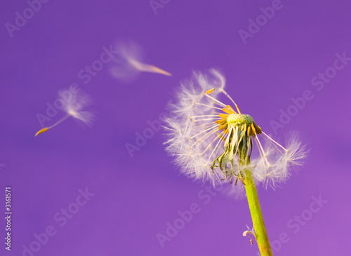 dandelions 20