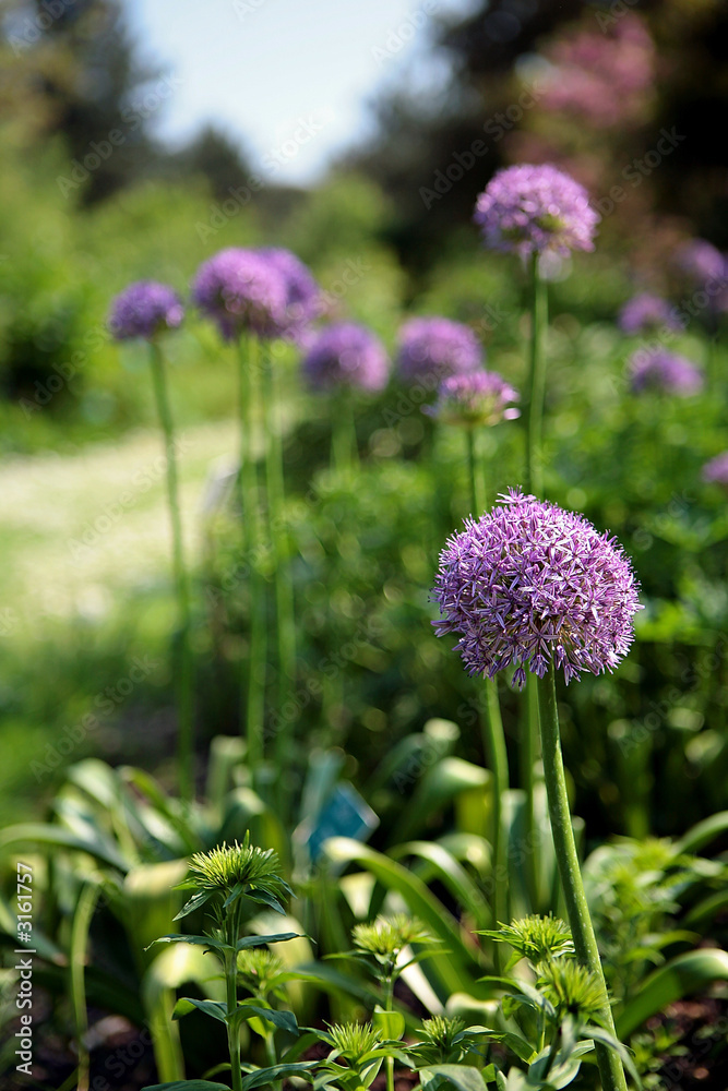 fleur de ciboulette fleur de ciboulette