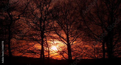 trees and sunset