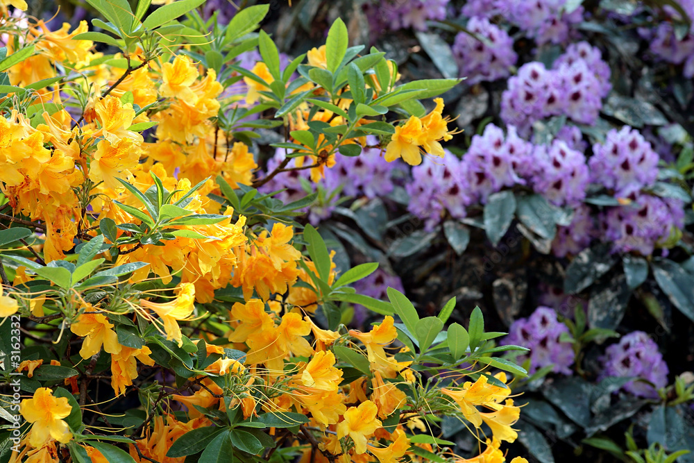 rhododendrons jaune et mauve