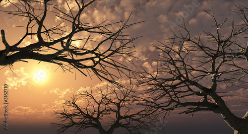 sunset trees © Sergey Tokarev