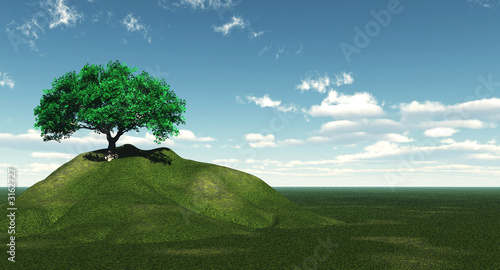 tree on hill photo