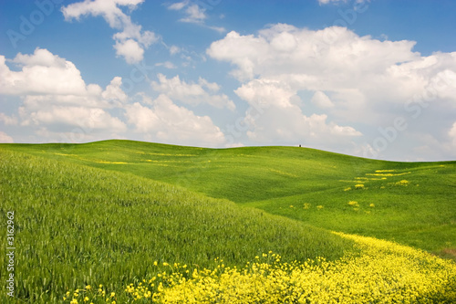 flowered landscape