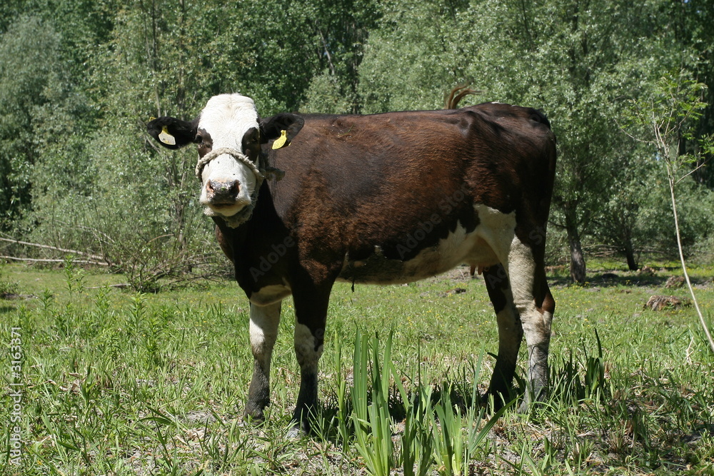 cow cow