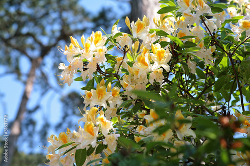 rhododendron hybride photo