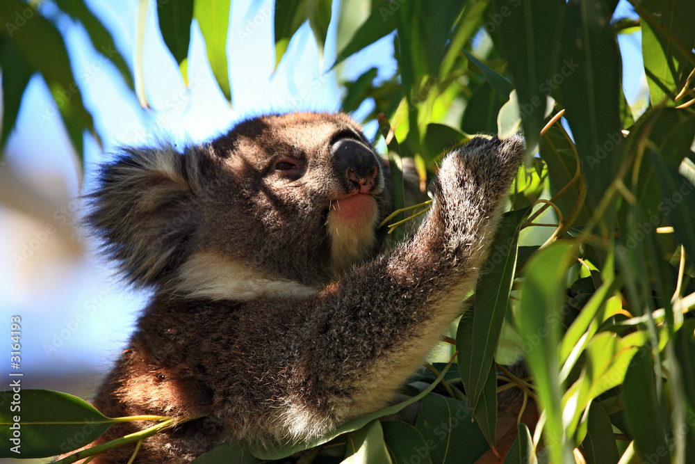 Fototapeta premium australien_07_ 0208