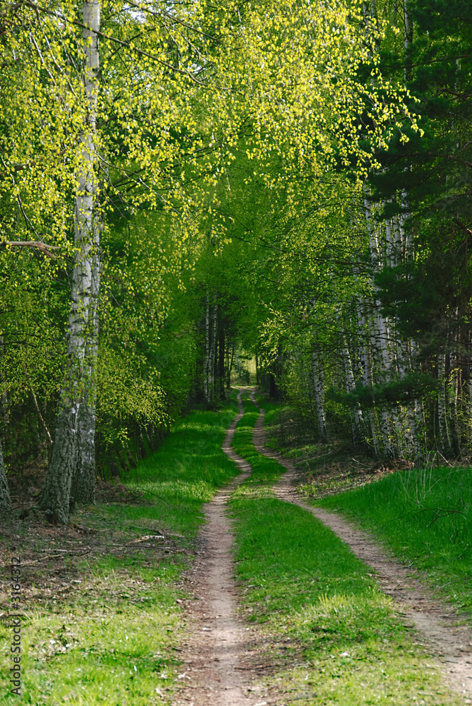 Fototapeta premium a forest path