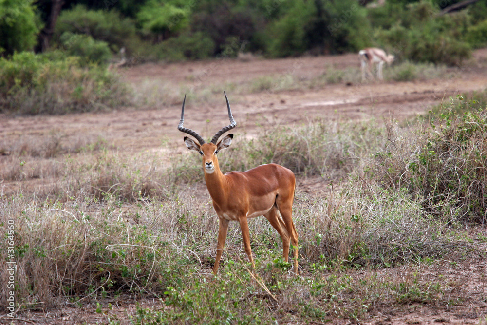 kenya kenya