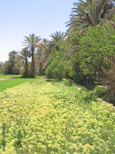 flowers and tress of a palm grove in an oasis, tinerhir, morocco