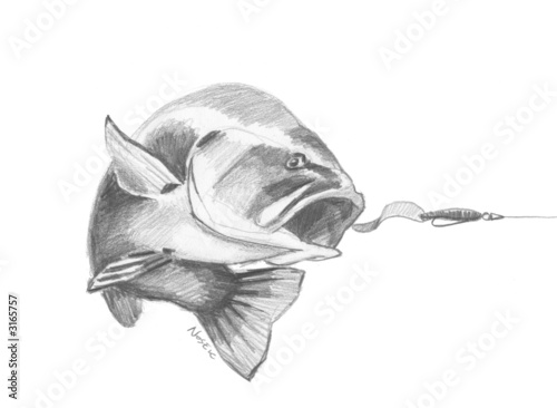 bass 4
