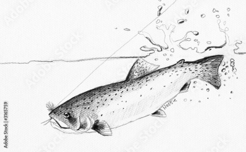 trout