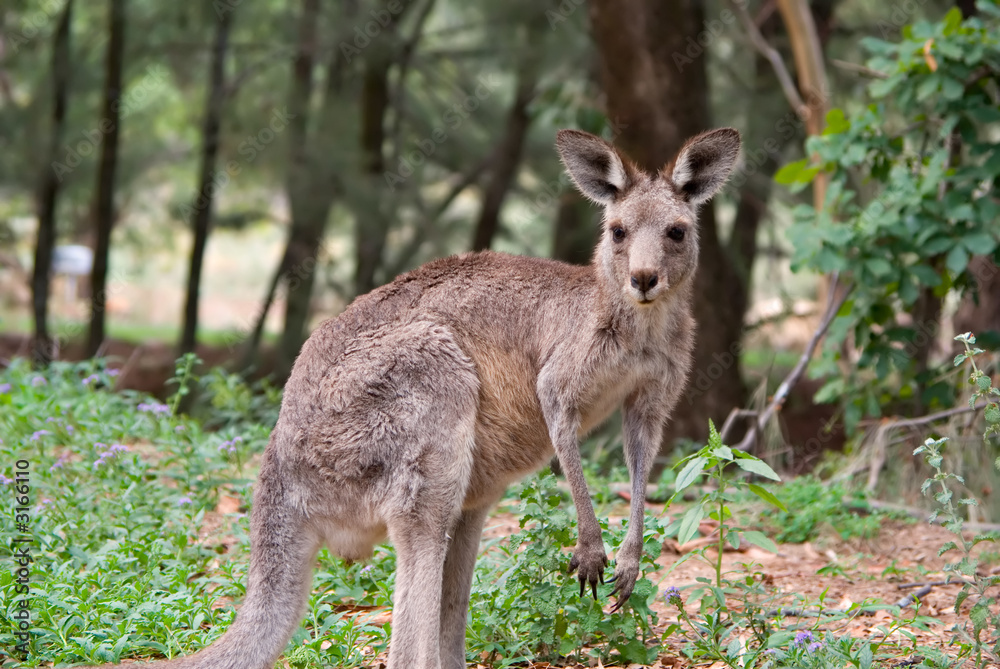 eastern grey kangaroo eastern grey kangaroo