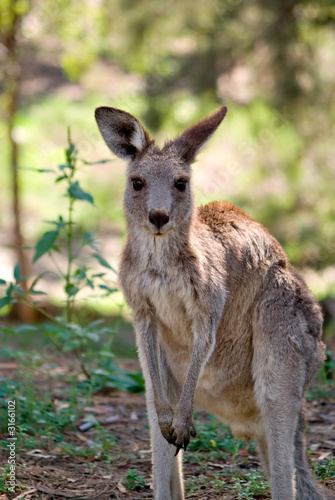eastern grey kangaroo © clearviewstock