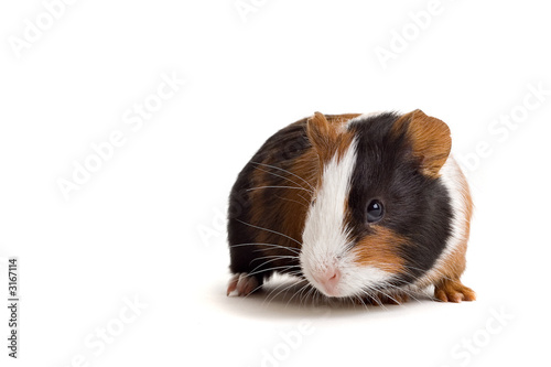 cavia stands firmly