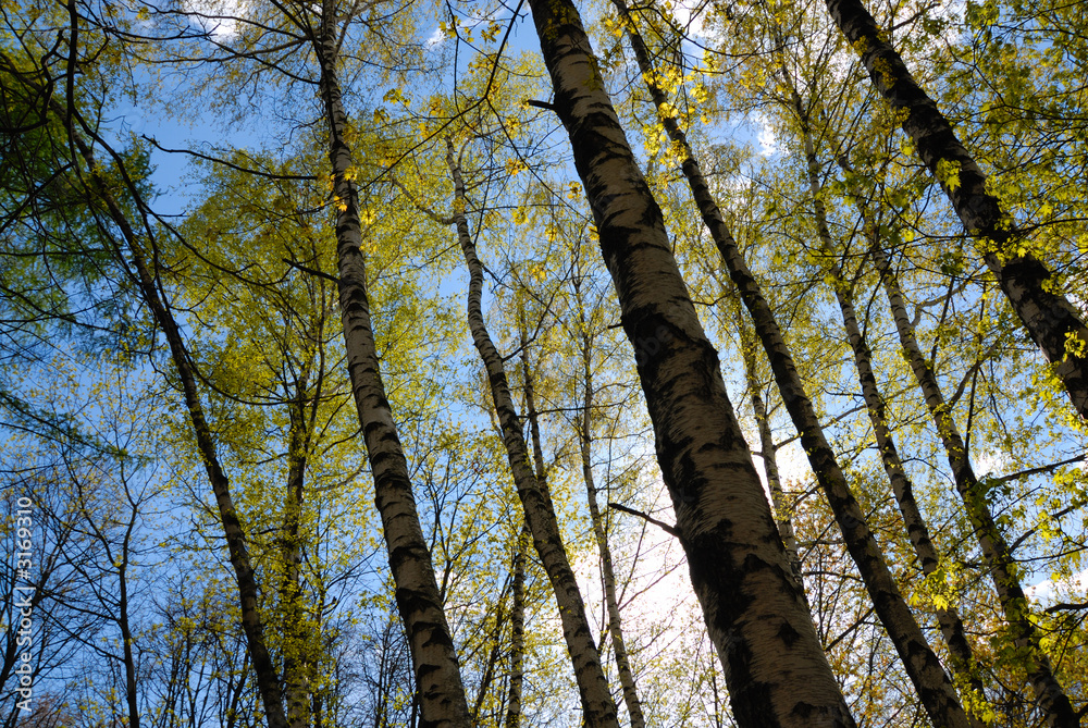 Fototapeta premium sunlight through spring foliage