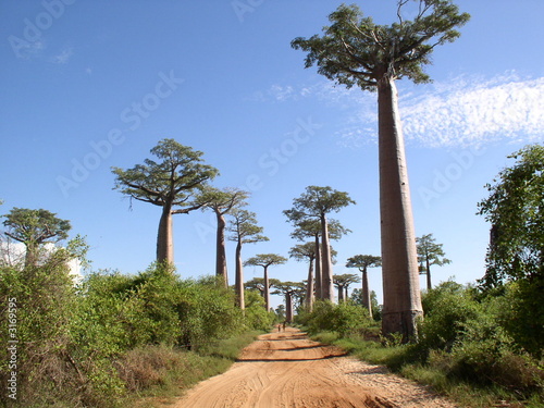 Fototapet allée des baobabs