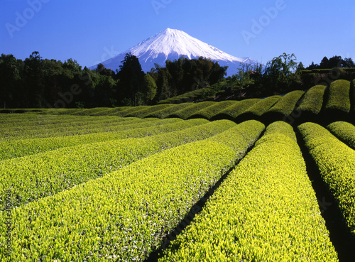green tea fields vii #3169728