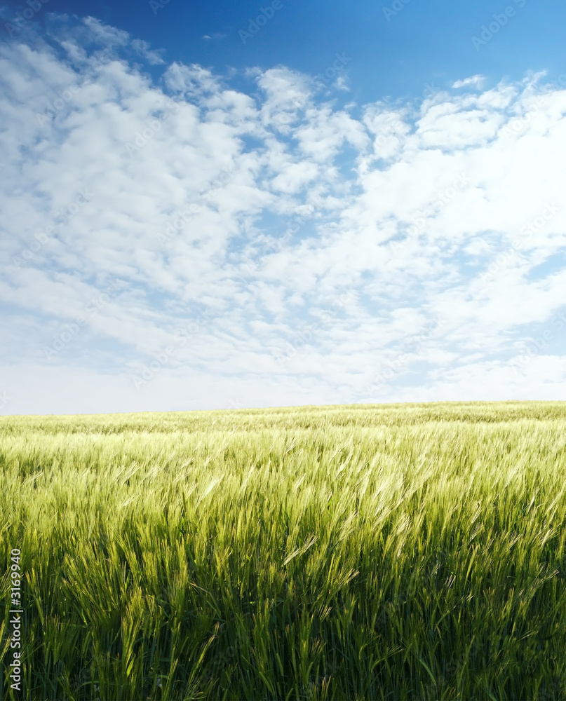 barley field over blue sky in evening 2