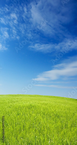 barley field over beautiful blue sky 3