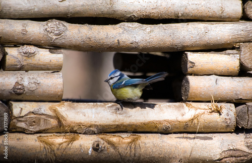 blue tit in a feeding trough photo