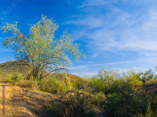 desert scenic view