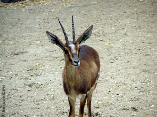 cuviers gazelle photo