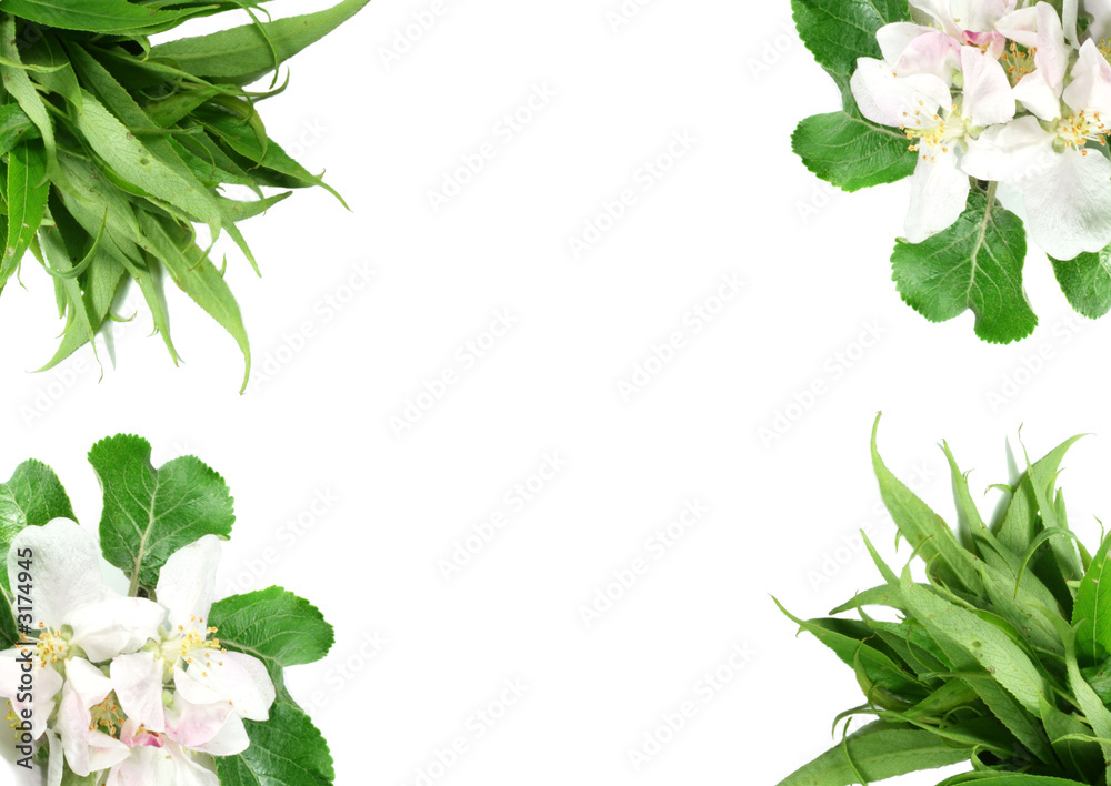 floral border floral border