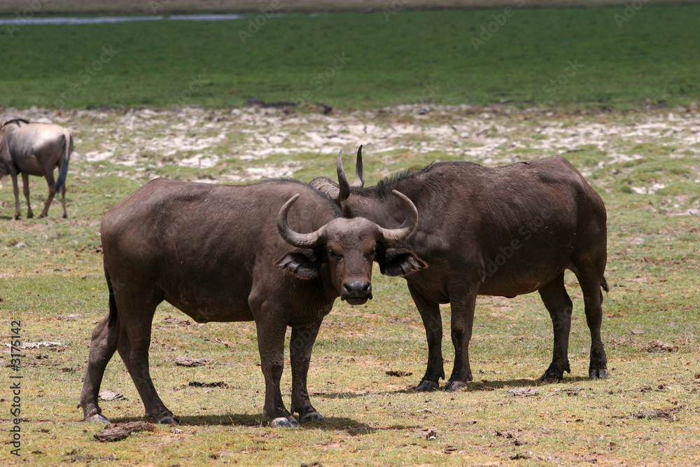 kenya
